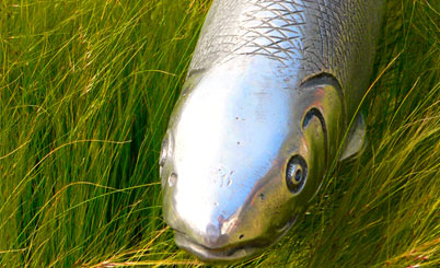 发卡系统直营的ddos网页版