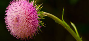 智能日志分析的DDOS平台